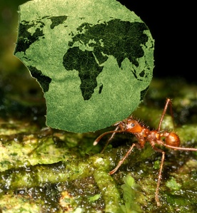 global_ants