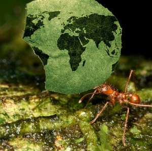 global_ants-300x298